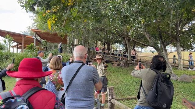 Lone Pine Koala Sanctuary | Things to do in Brisbane смотреть онлайн