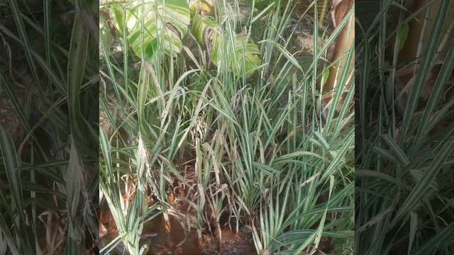 กกธูปด่าง (ต้นธูปด่าง)