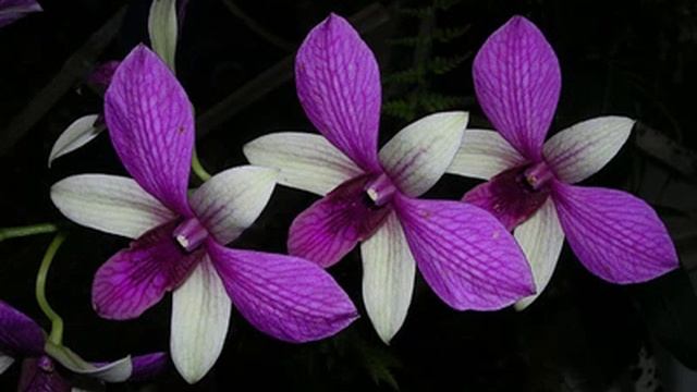 orquideas.wmv смотреть онлайн