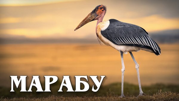 Марабу: Пернатый Санитар Саванны | Интересные факты про марабу