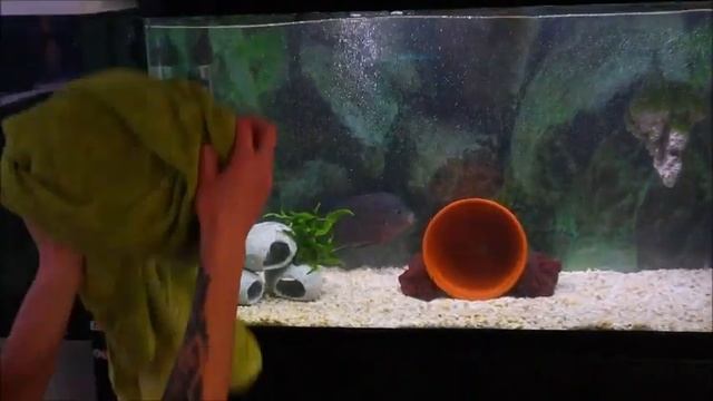 Phil the Flowerhorns New Tank. смотреть онлайн