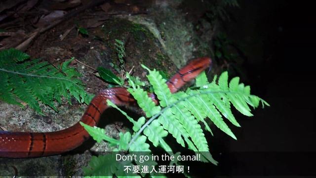 Red Bamboo Ratsnake in Yangmingshan 找到了紅竹蛇 （陽明山國家公園) смотреть онлайн