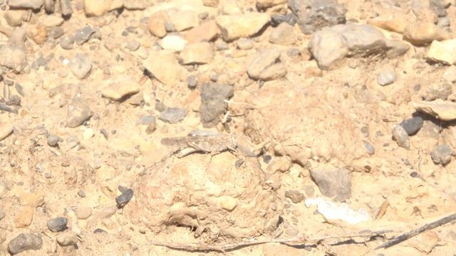 Desert Sand Grasshopper Sphingonotus rubescens, singing male смотреть онлайн