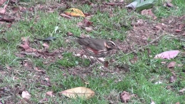 Redwing (Turdus iliacus) January 2017 Surrey смотреть онлайн