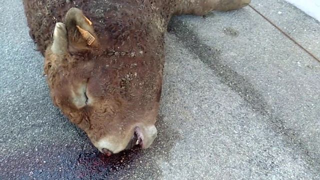 Bovino, fenómenos cadavéricos смотреть онлайн