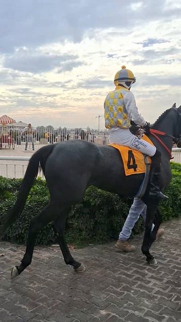 Wonderful Star con el jockey Gustavo Aros en la Condicional смотреть онлайн