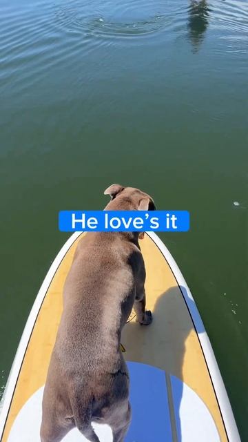 Bluesy’s Paddle Boarding
