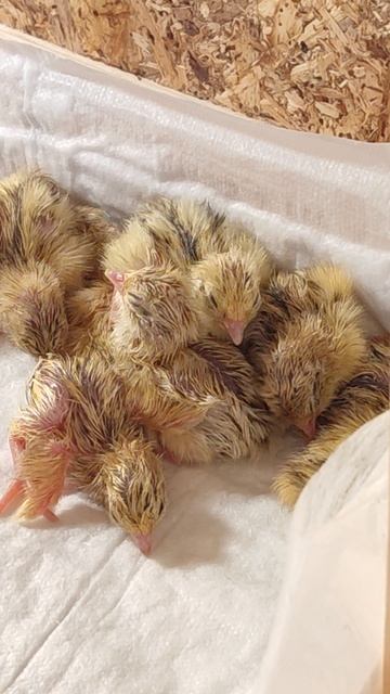 Перепёлки Золотой Феникс вылупились)) смотреть онлайн