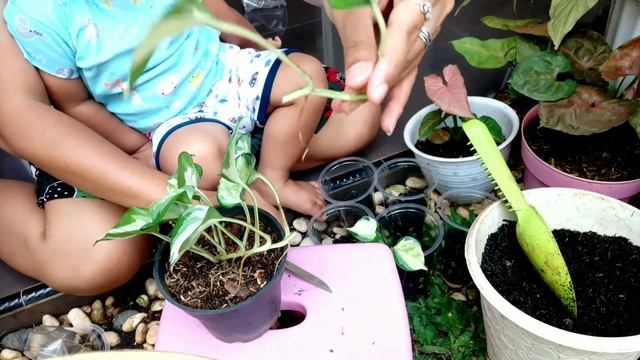 Perbanyakan Manjula Pothos || Epipremnum manjula / Sirih Keong смотреть онлайн
