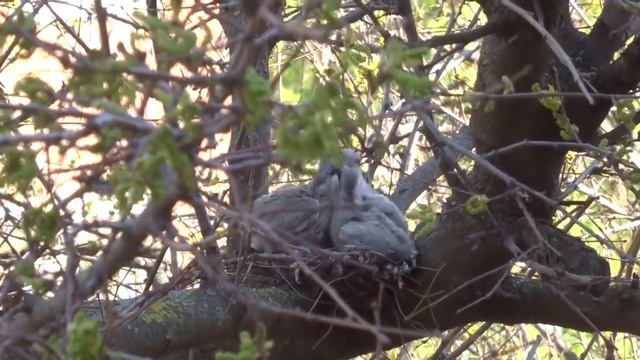 Горлица смотреть онлайн