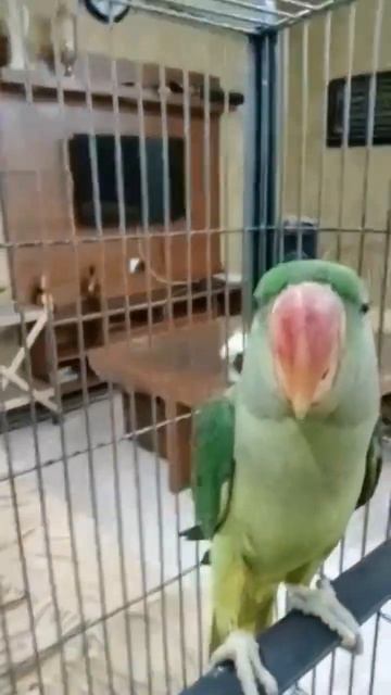 Cute Green Parrot🦜❤️, #parrot #greenparrot#birds #cute #pakistanivlogger #youtube #shorts смотреть онлайн
