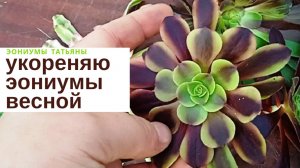 №175 Укореняю черенки эониумов весной