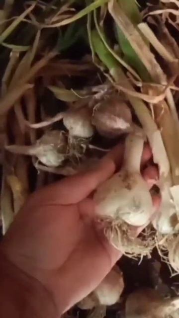 КАК ХРАНИТЬ ЧЕСНОК? смотреть онлайн