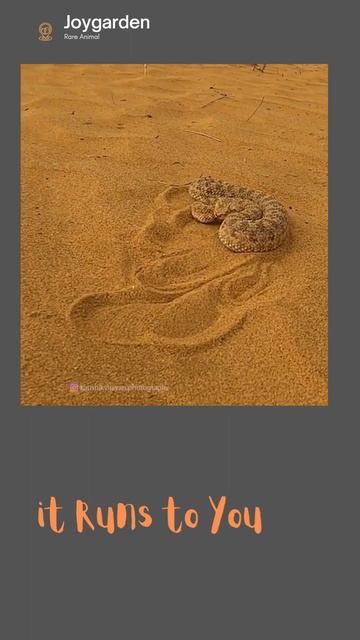 Attack of Desert Horned Viper#shorts #ytshorts смотреть онлайн