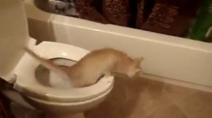 КОТ УПАЛ В УНИТАЗ