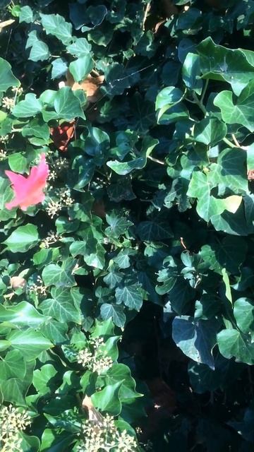 В танце с ветром./Dance with the wind. смотреть онлайн