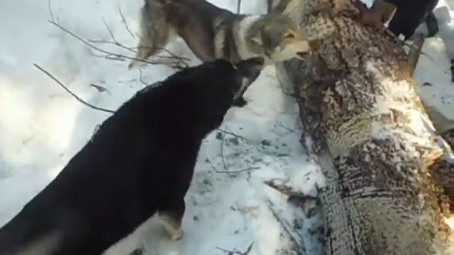 Дерево срубили соболь внутри...