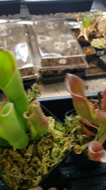 Feeding Heliamphora #carnivorousplants #houseplants #plants #plantcare