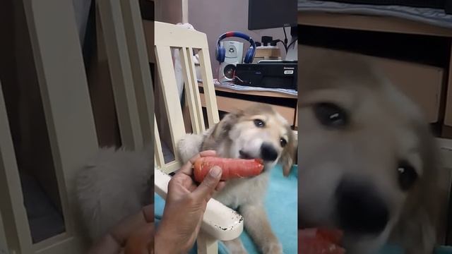 Goberian Jamie Doggie Eating Mouth Watering Carrot Yammy ( Awesome Pet )