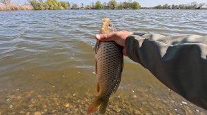 Рыбалка на карася и насадка Pop-Up плюс навозный червь