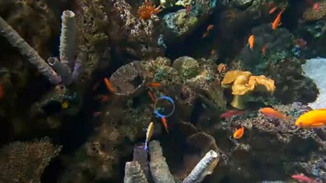 fish 158 смотреть онлайн