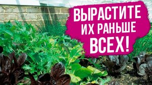 Эти культуры дадут урожай раньше всех! Посадите прямо сейчас зелень и пряные травы.