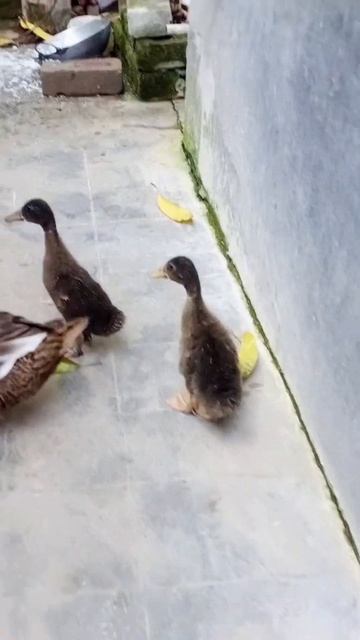 Show Cute 2 Baby Hash🦆🍼😂❤️ #baby