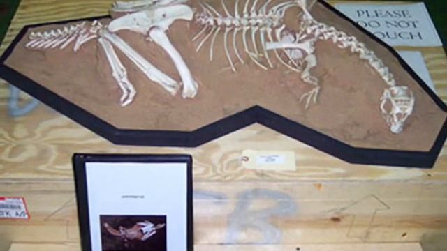 Tribute to Conchoraptor смотреть онлайн