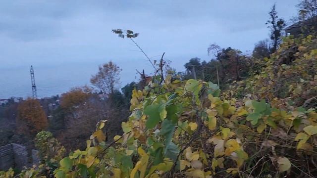 Продается земельный участок с видом на море в Махинджаури. смотреть онлайн