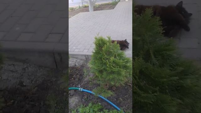 Моя кошечка ушла жить к соседям 🐈