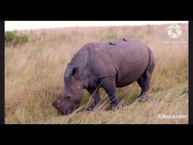 мы родились в сибири//НГ в сибири и на юге//обзор канала смотреть онлайн