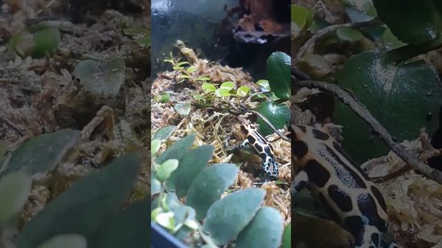 Feeding Fruit Flies To My Poison Dart Frogs