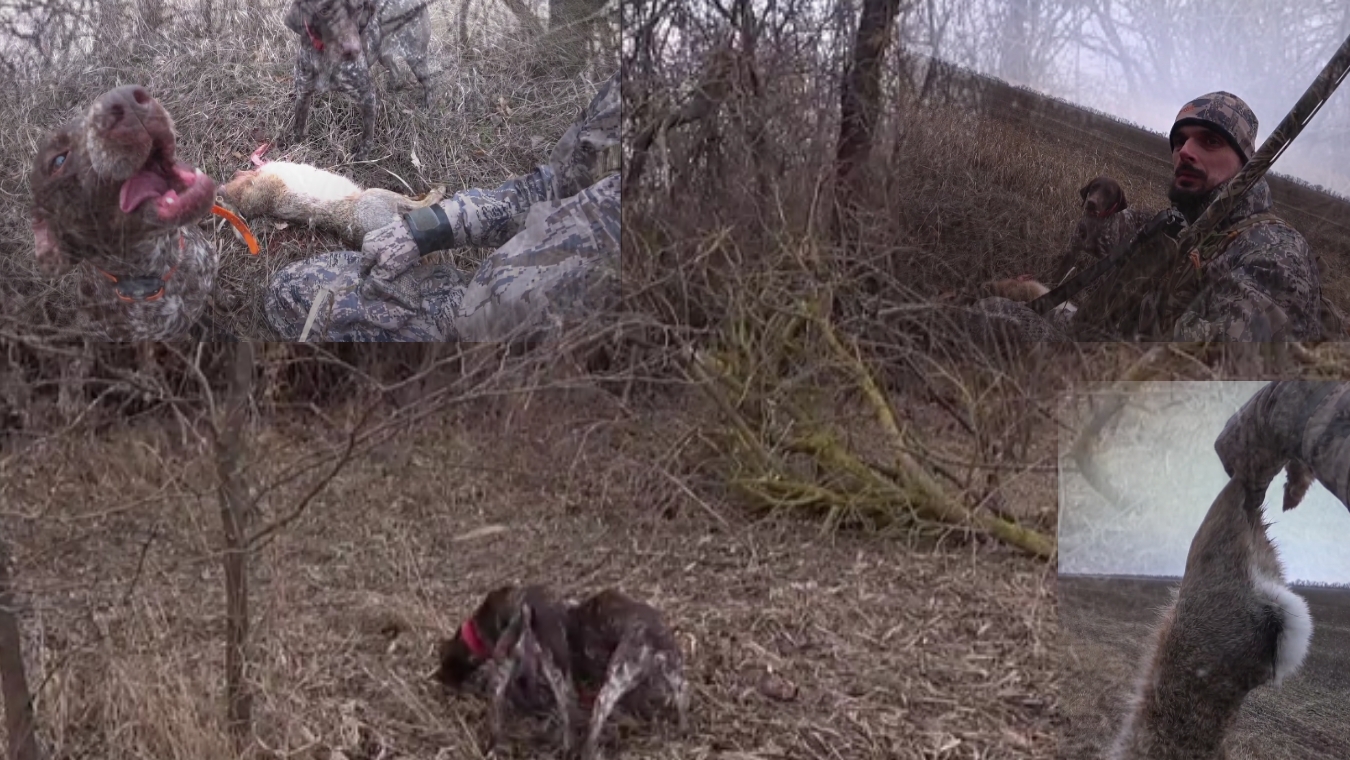 Заячья посадка! Охота с Гюрзой и Кометой по зайцу смотреть онлайн