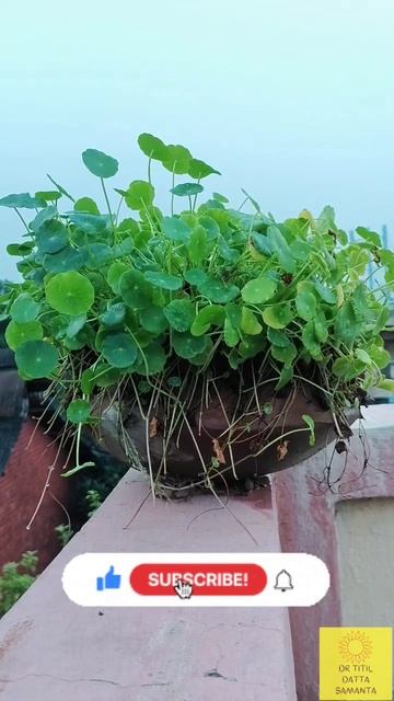 Thirsty Coin plant | Timelapse Of Thirsty Plant | Pennywort | #timelapse |#shorts | #youtubeshorts смотреть онлайн
