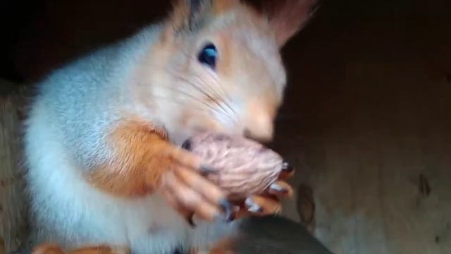 Это Пончик и он ооочень любит орешки