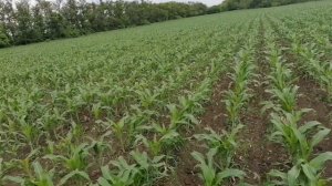 Междурядная культивация кукурузы