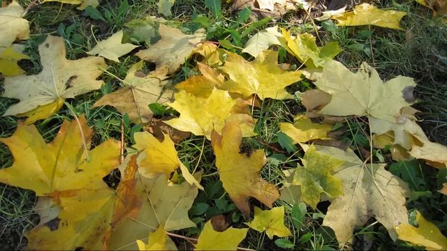 Шелест..avi смотреть онлайн