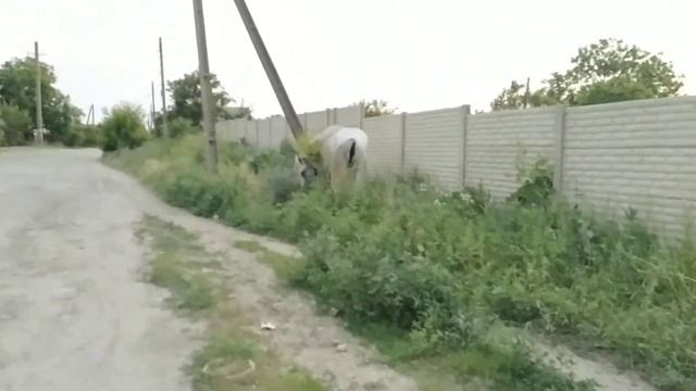 Лошади) смотреть онлайн