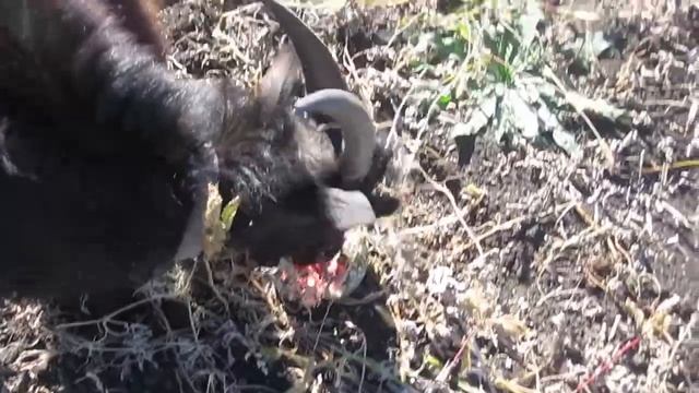 Пришли с козами в поле убирать арбузы. смотреть онлайн