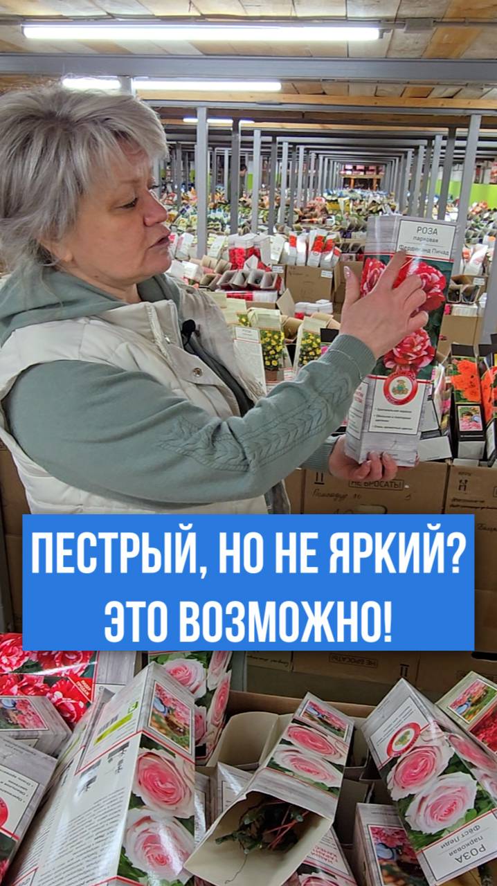 Чем так хорош этот сорт розы?