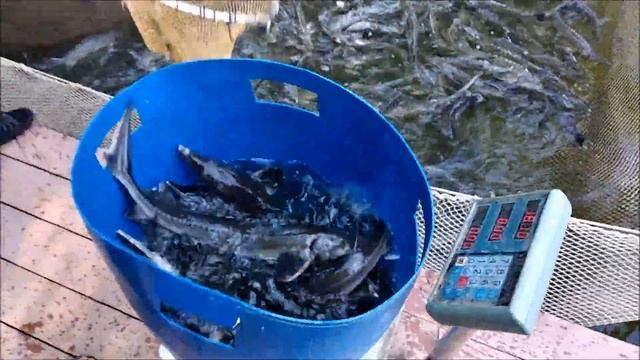 Клёвое место. Лосиный остров. Пополнение нижнего водоёма осетром, 100 кг. смотреть онлайн