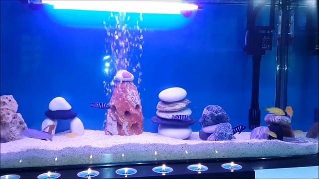 aquarium cichlid Pseudotropheus Demasoni cyrtocara moorii смотреть онлайн
