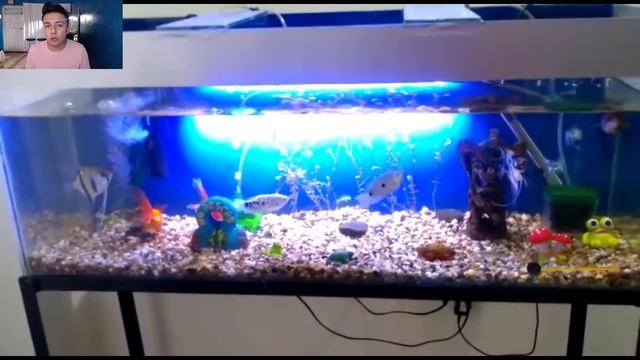 ACUARIOS DE SUSCRIPTORES 2.0 #27 | Pez Gurami, Alevines, Goldfish | AcuariosLP смотреть онлайн
