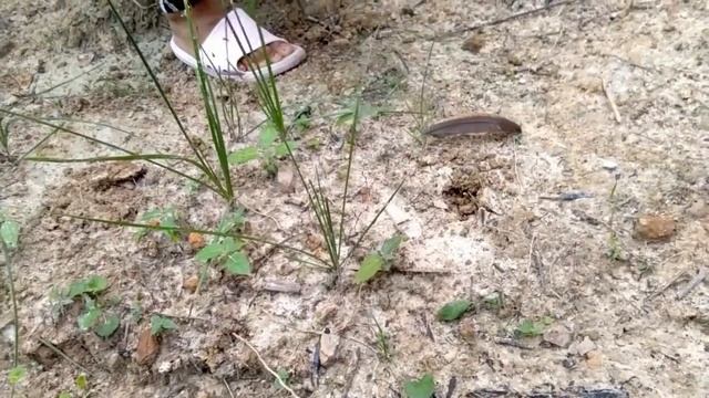 Hunting Wild Mushrooms And Cooking | Termite Mushooms In My Backyard смотреть онлайн