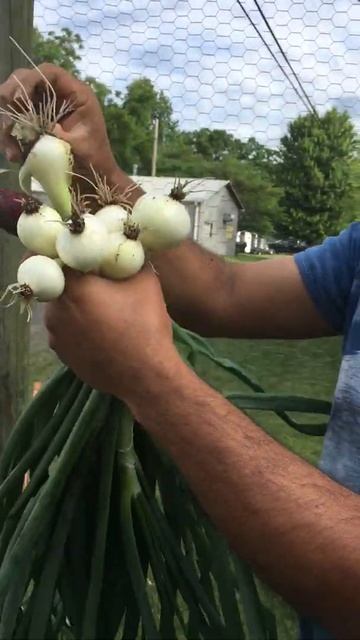 Cosecha De Cebollitas