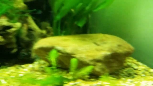 Juwel trigon 190 freshwater community fishtank смотреть онлайн