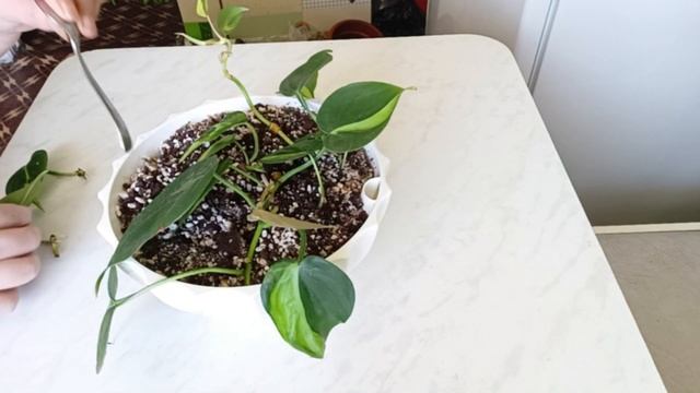 Филодендрон Бразил , результаты черенкования!!! смотреть онлайн