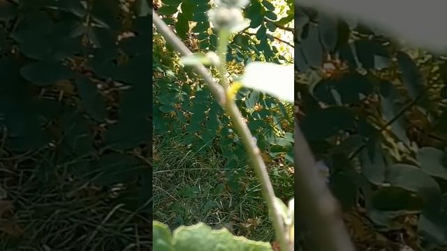 ПОЧЕМУ ЧЕРНЫЕ ТОЧКИ НА СТЕБЛЕ ЛОПУХА? Кто живет на лопухе? WHO LIVES ON BURDOCK STEM & FLOWERS? смотреть онлайн
