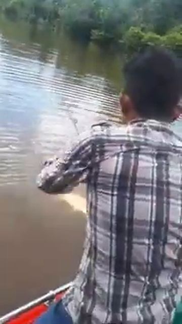 Mancing Ikan Barramundi#shorts