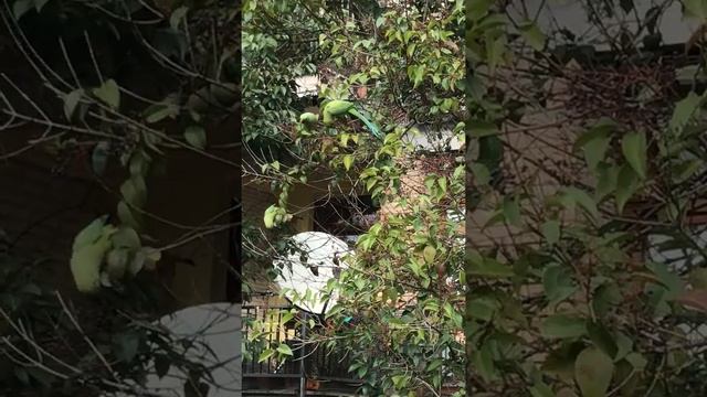 GIAMPAOLO SCACCHI PRESENTA: LO SPETTACOLO DEI PAPPAGALLI A ROMA